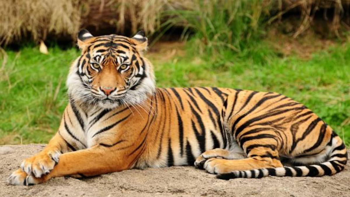 International Tiger Day